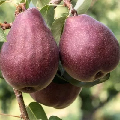 Груша БУРАКОВКА — описание сорта Груша БУРАКОВКА в Москве