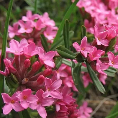 Волчеягодник  Волчеягодник в Москве