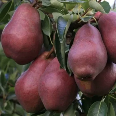 Груша РЕД ВИЛЬЯМС — описание сорта Груша РЕД ВИЛЬЯМС в Москве