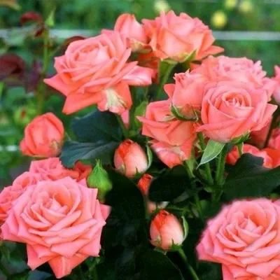 Саженцы роз БАРБАДОС спрей — описание сорта Саженцы роз БАРБАДОС спрей в Москве