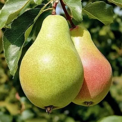 Груша ЯНВАРСКАЯ — описание сорта Груша ЯНВАРСКАЯ в Москве