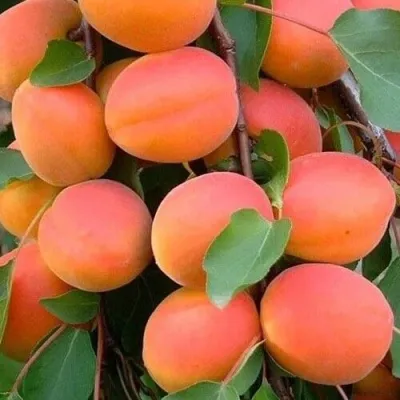 Абрикос НИКИТСКИЙ — описание сорта Абрикос НИКИТСКИЙ в Москве