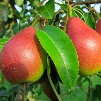 Груша ГЕРА — описание сорта Груша ГЕРА в Москве