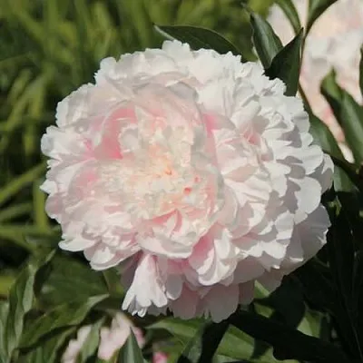 саженцы аиона саженцы аиона