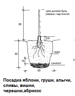 Посадка плодовых деревьев Посадка плодовых деревьев